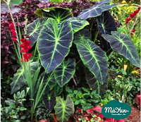 What to Do to Enable Healthy Growth of Colocasia