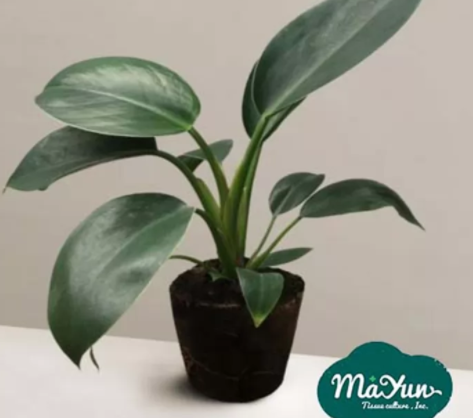 How to Properly Care for Philodendrons Plants