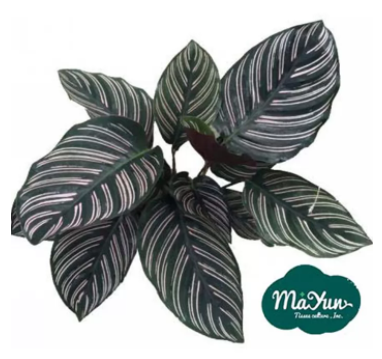 How to Take Better Care of Calathea Roseopicta?