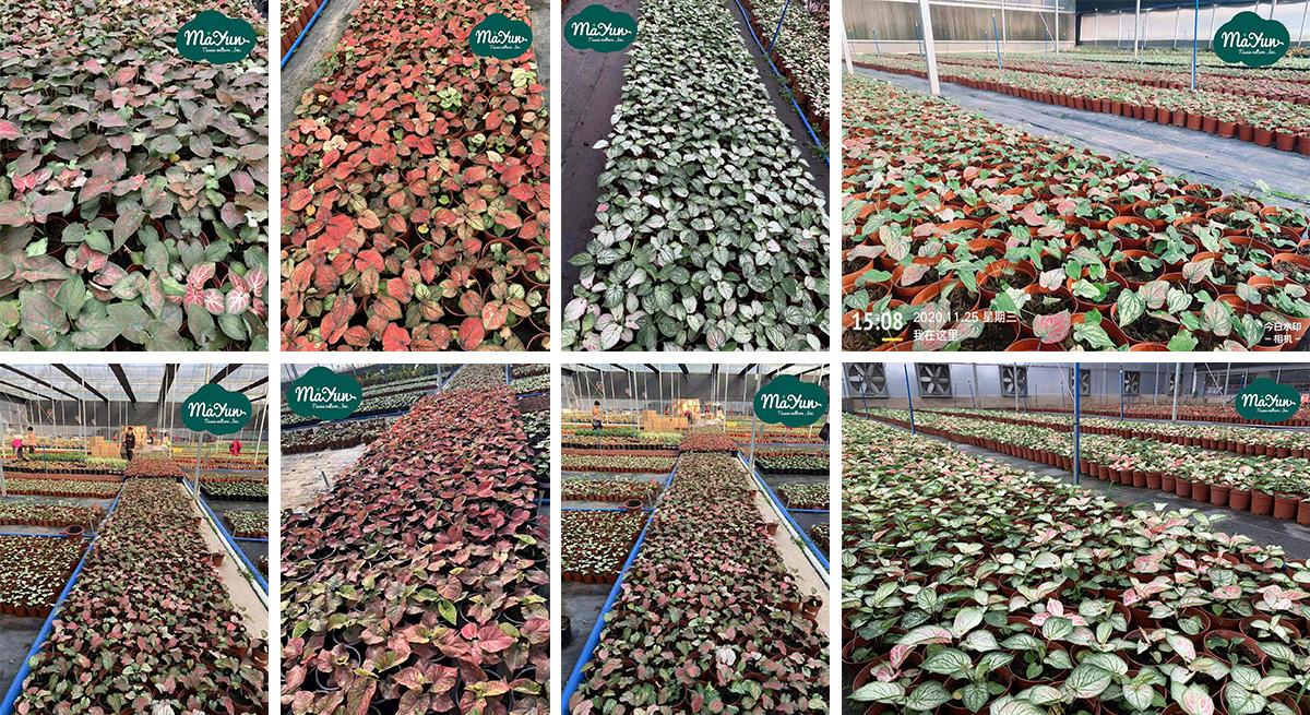 The potted caladium are being packaged for export