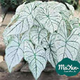 Alocasia & Colocasia & Caladium