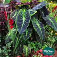 Alocasia & Colocasia & Caladium