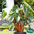 Alocasia & Colocasia & Caladium