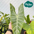 Alocasia & Colocasia & Caladium