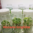 Alocasia & Colocasia & Caladium