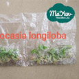 Alocasia & Colocasia & Caladium
