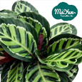 Calathea&Ctenanthe&Maranta&Stromanthe