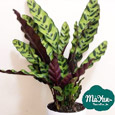 Calathea&Ctenanthe&Maranta&Stromanthe