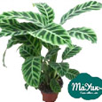 Calathea&Ctenanthe&Maranta&Stromanthe