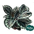 Calathea&Ctenanthe&Maranta&Stromanthe