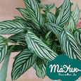 Calathea&Ctenanthe&Maranta&Stromanthe