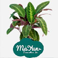 Calathea&Ctenanthe&Maranta&Stromanthe