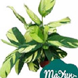 Calathea&Ctenanthe&Maranta&Stromanthe