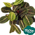 Calathea&Ctenanthe&Maranta&Stromanthe