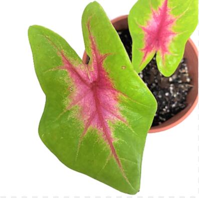 caladium lemon blush wholesalers’