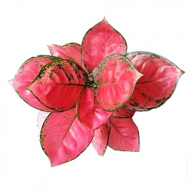 Aglaonema China Red Master 