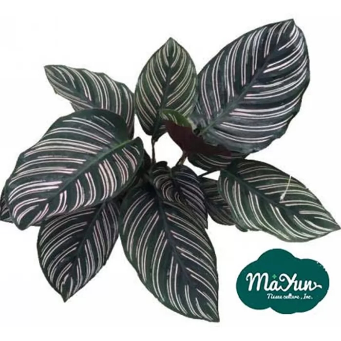 Calathea Ornata