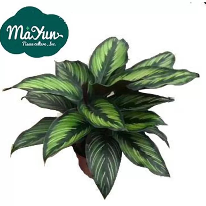 Calathea Ornate 'Beauty Star'