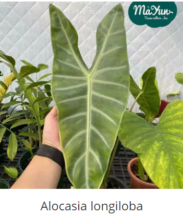 Alocasia longiloba