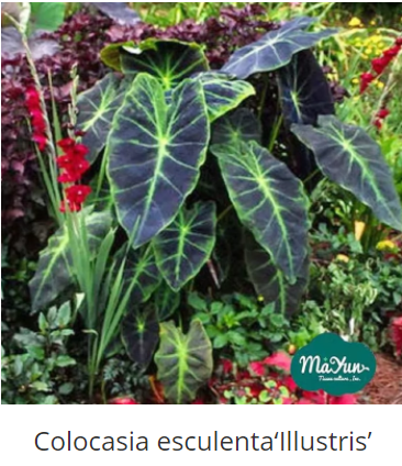 Colocasia esculenta‘Illustris