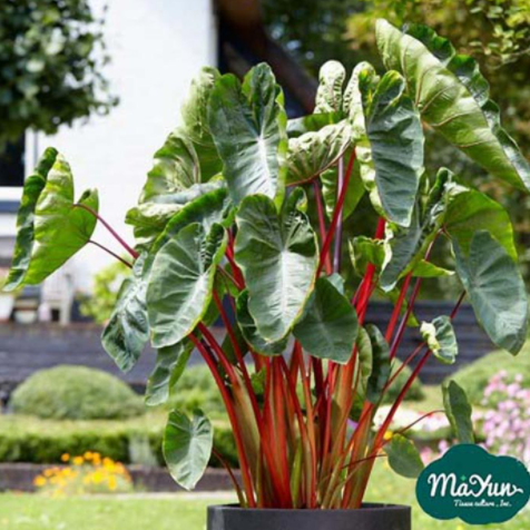 Colocasia esculenta‘ Punch’