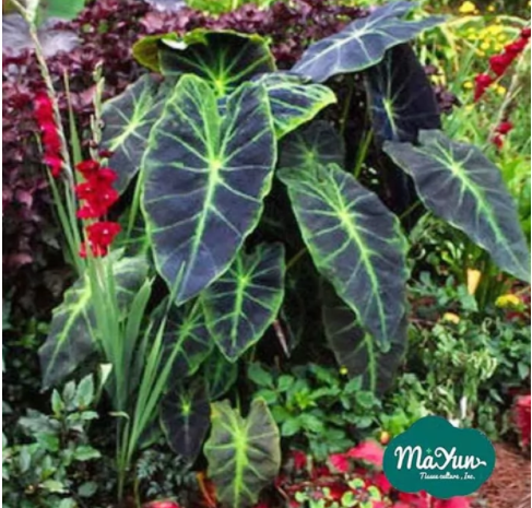 Colocasia esculenta‘Illustris’