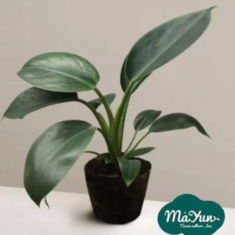 How to Properly Care for Philodendrons Plants