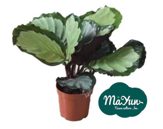 Calathea Roseopicta ‘Rosastar’