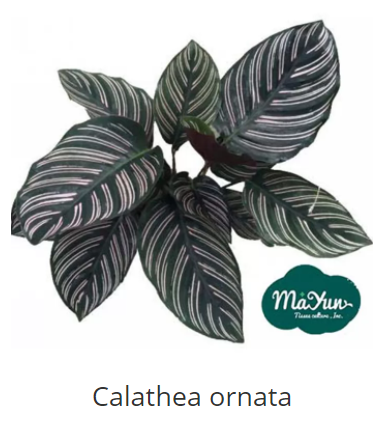 Calathea Roseopicta