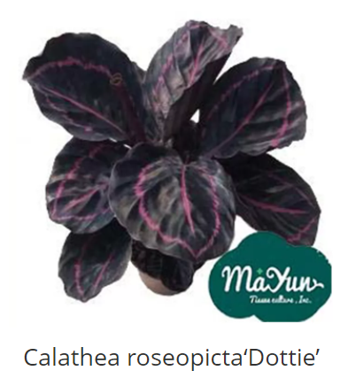 Calathea Roseopicta