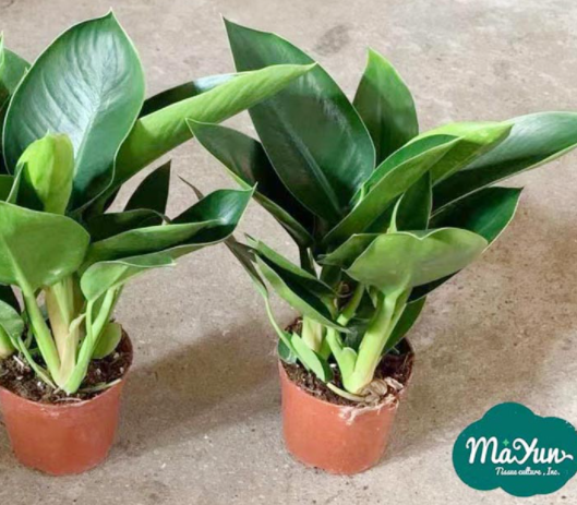 How to Maintain Your Houseplants Active in Wintertime