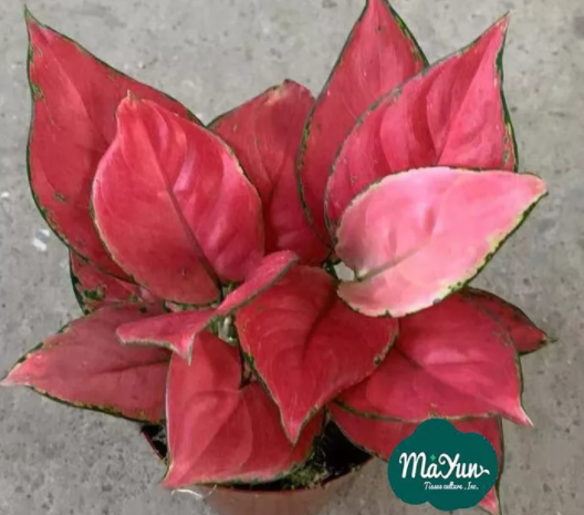Aglaonema ‘Geely Red’