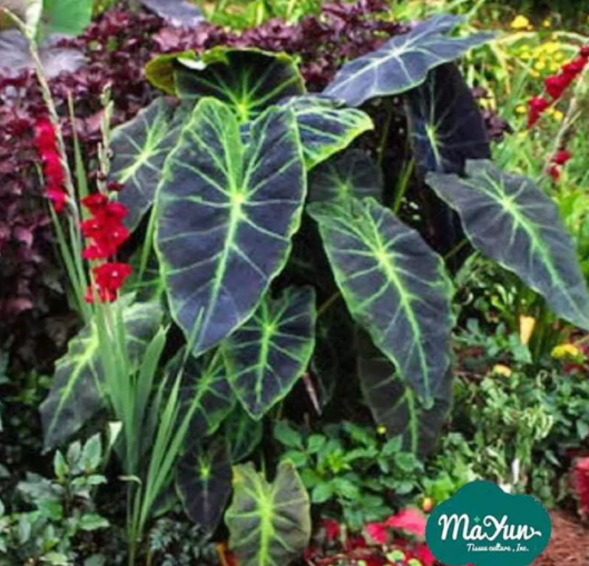 Look after My Colocasia Family and Make Them Survive