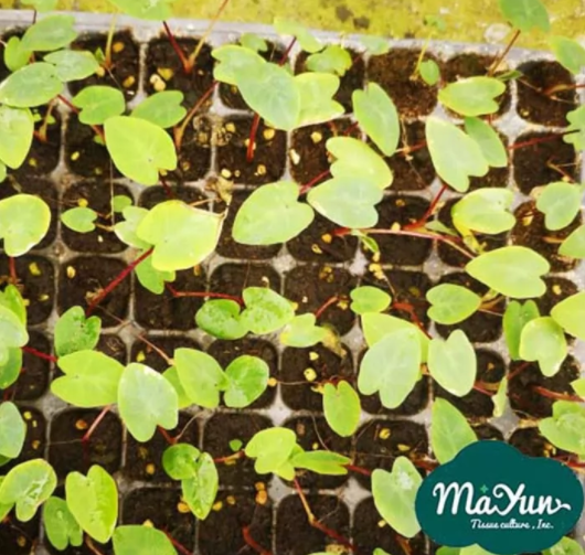 Look after My Colocasia Family and Make Them Survive