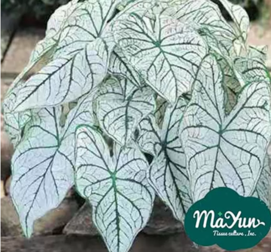 Taking Care of Your Caladium Leaves in Winter