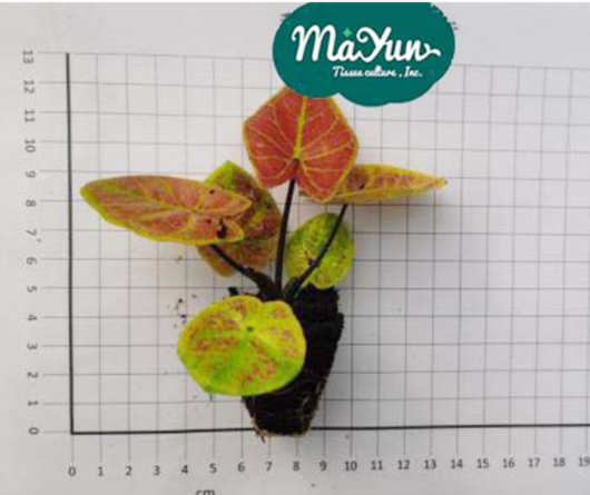 Taking Care of Your Caladium Leaves in Winter