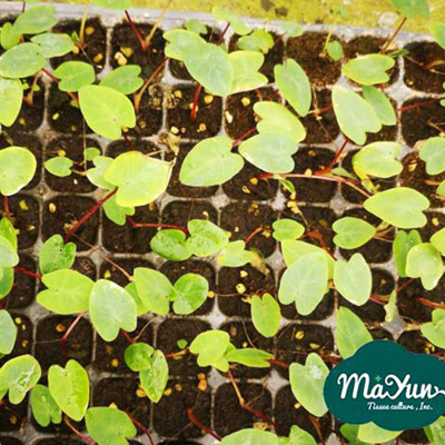  Colocasia Esculenta' Punch'