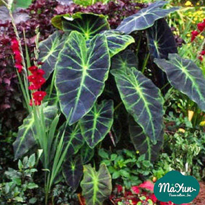 Colocasia Esculenta'illustris'