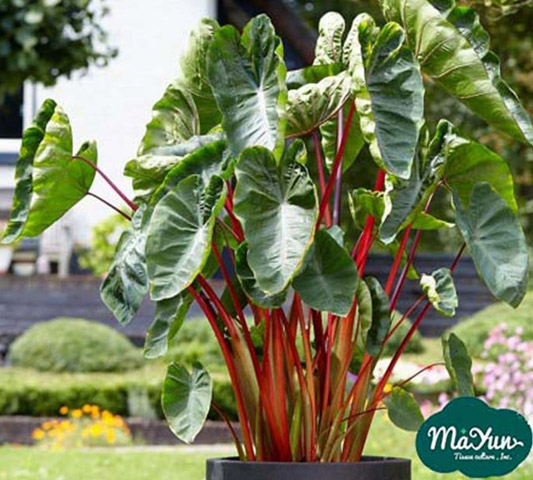 Colocasia esculenta‘ Punch’