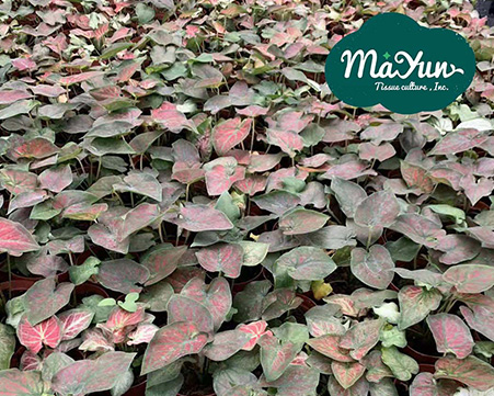 The potted caladium are being packaged for export