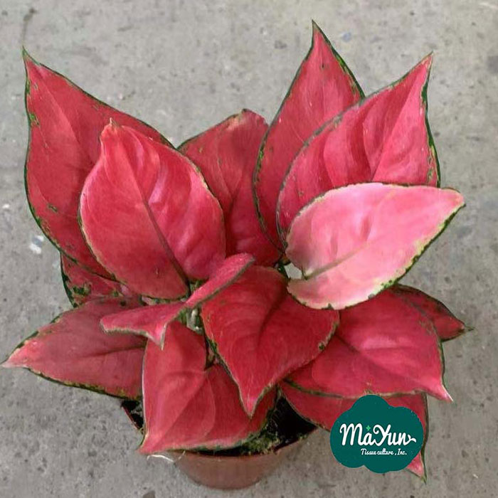 Aglaonema ‘Geely Red’