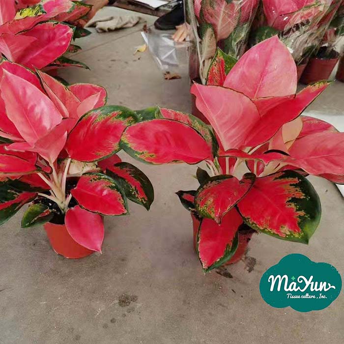 Aglaonema ‘Red China’