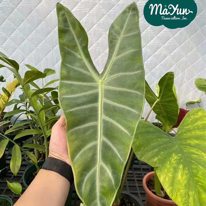 Alocasia longiloba