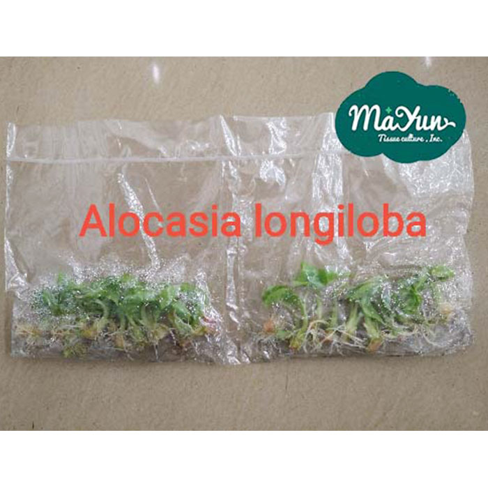 Alocasia longiloba