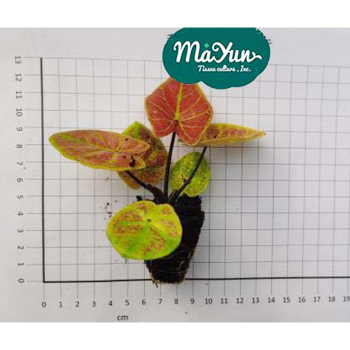 Caladium ‘New Wave’