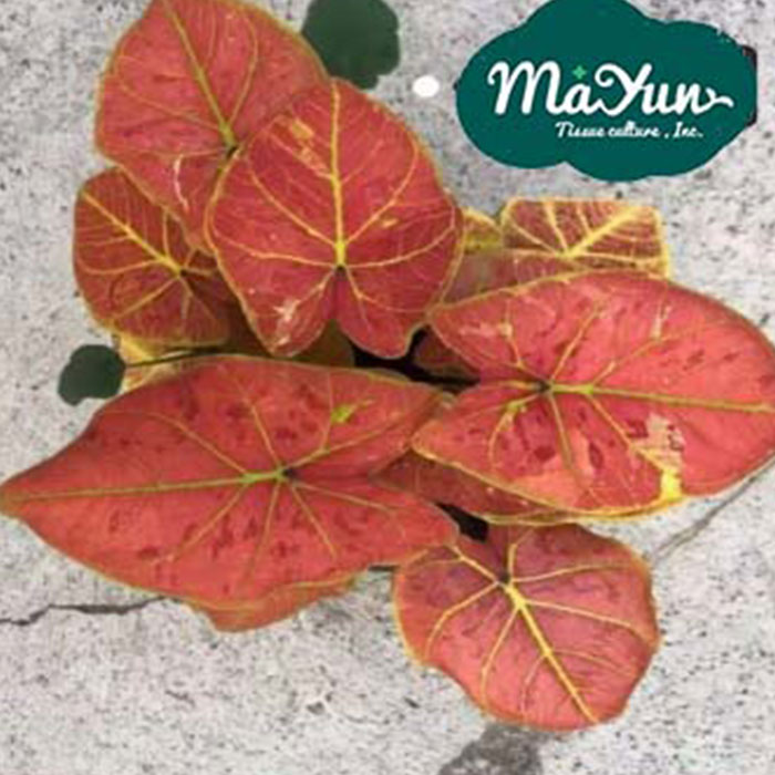 Caladium ‘New Wave’