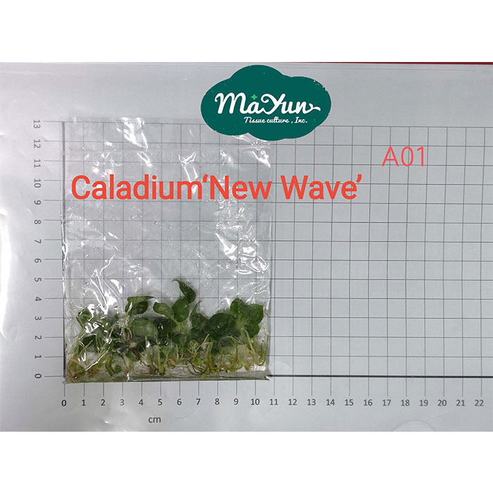 Caladium ‘New Wave’