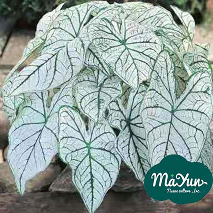 Caladium ‘Candidum Junior’