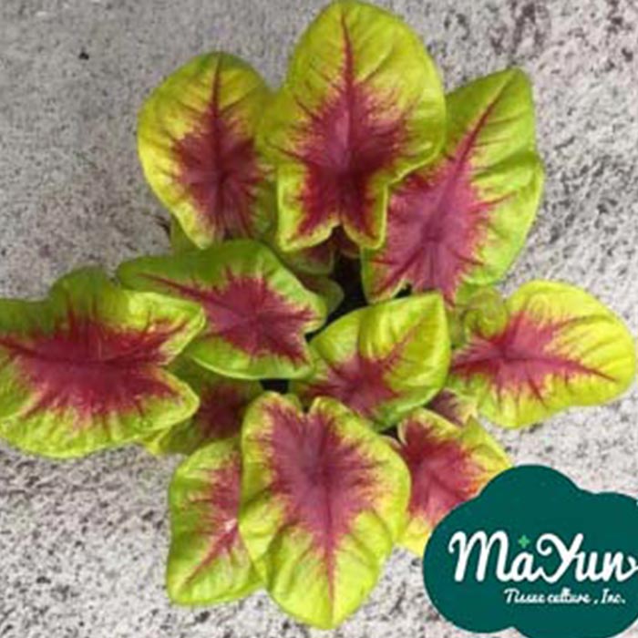 Caladium‘lemon Blush’