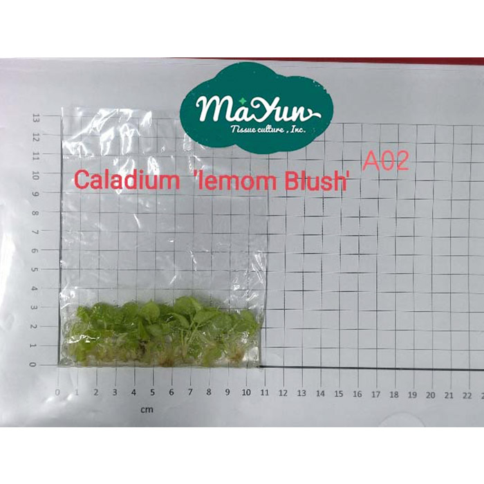 Caladium‘lemon Blush’